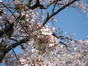 sakura_2009.jpg
