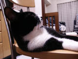 20031003cat.jpg