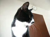 20031004cat.jpg