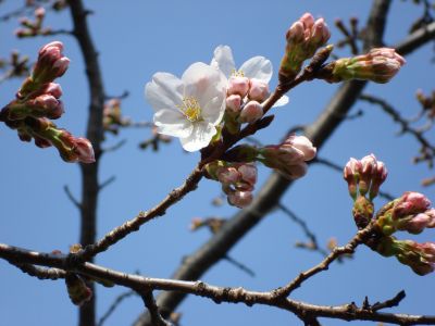 080323sakura04.jpg